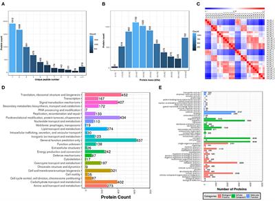 Effects of High Temperature on Rice Grain Development and Quality Formation Based on Proteomics Comparative Analysis Under Field Warming